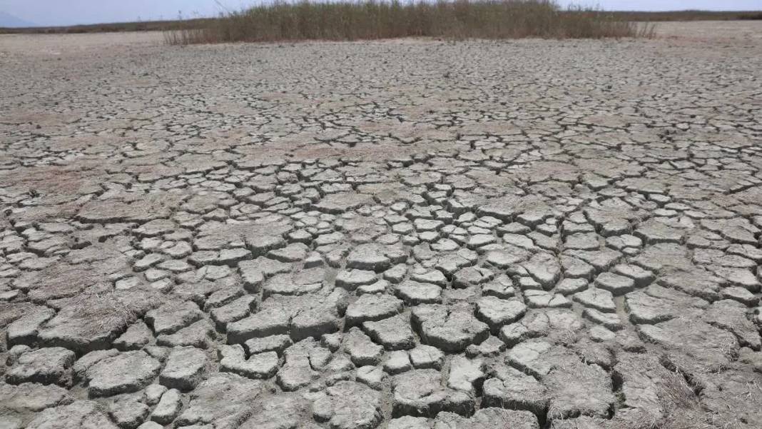 Yağmurlarla Milleyha Kuş Cenneti’nde Hayat Yeniden Başladı 2